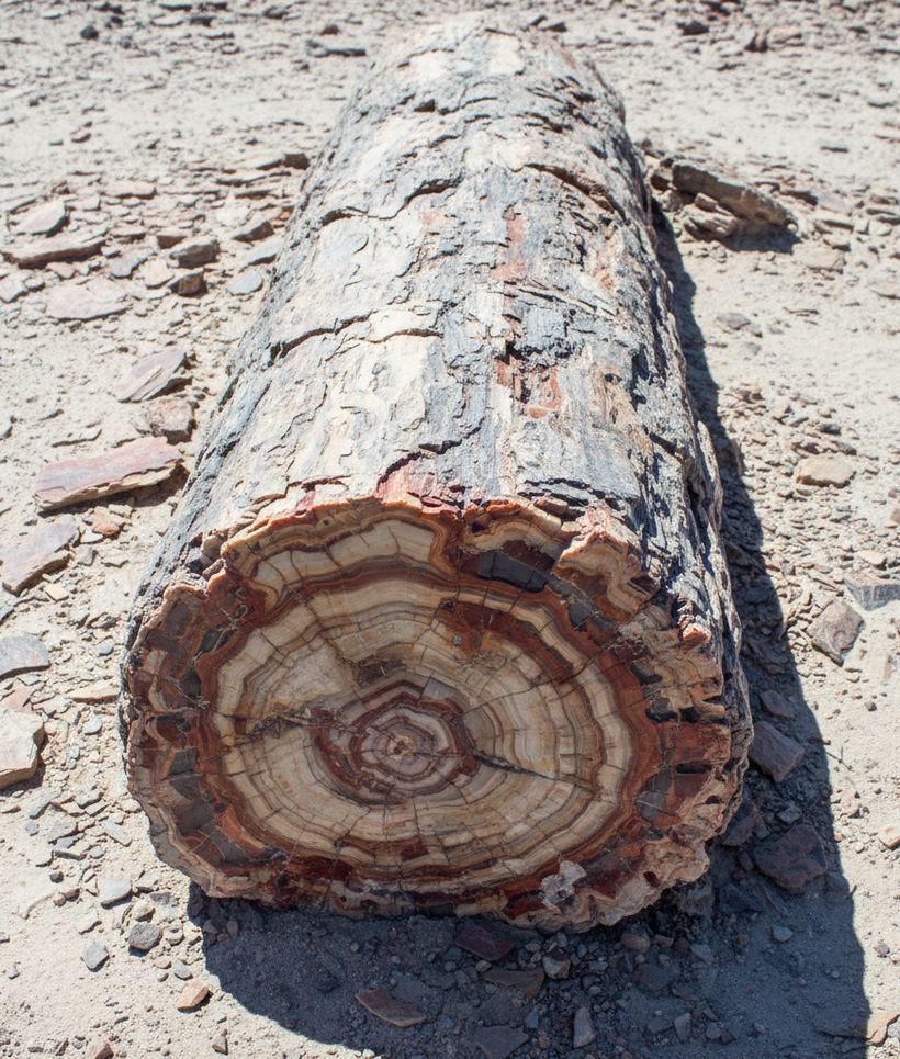 Close view of a petrified trunk with countable growth rings and banded agate at the broken end